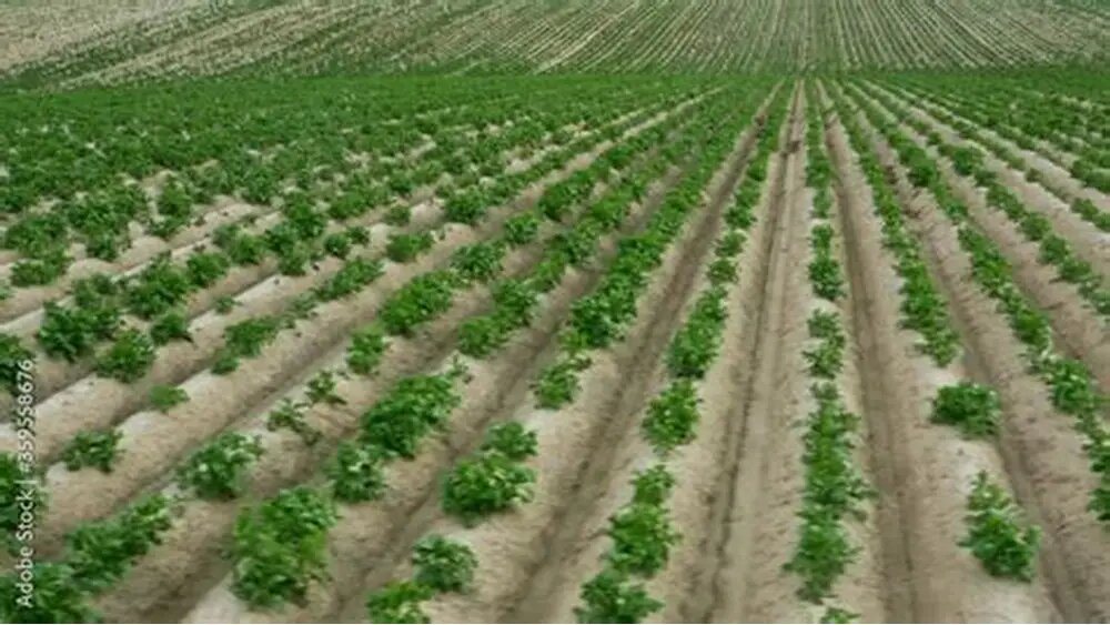 Lluvias impulsan sector agrícola y eleva expectativas