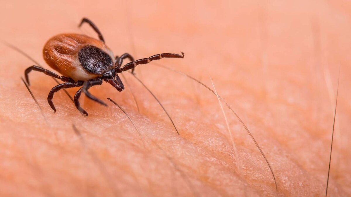 Frontera intensifica acciones preventivas contra dengue y rickettsia