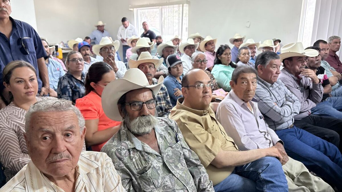 gusano barrenador
