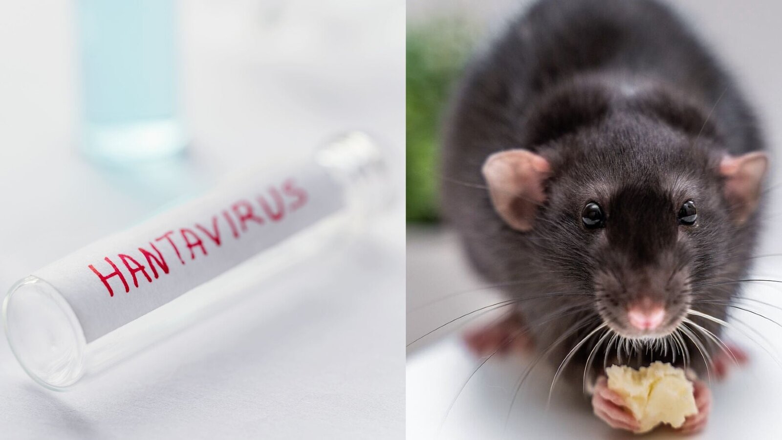 Hantavirus: la infección sin tratamiento específico que preocupa a expertos