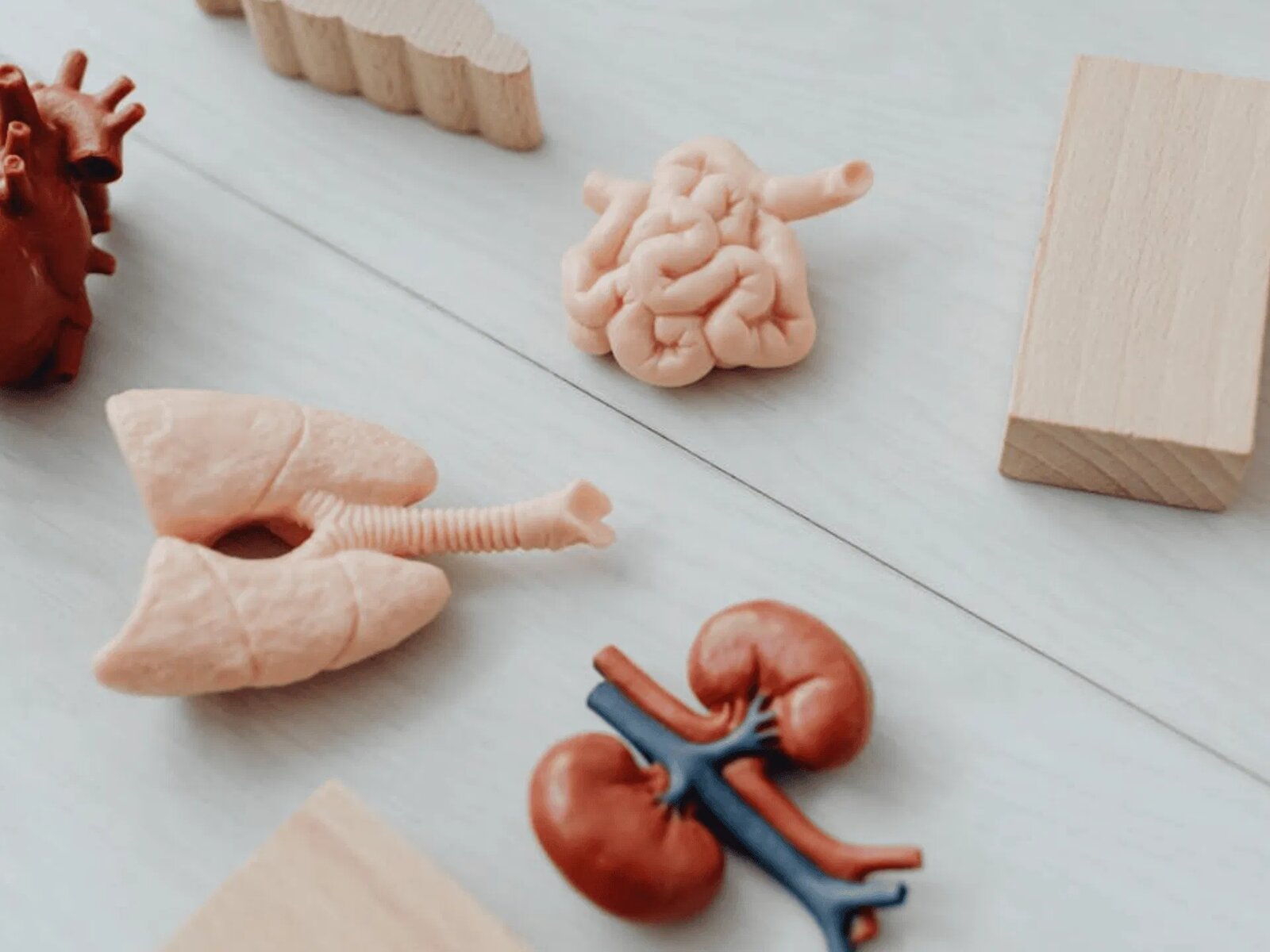 Hábitos que debes evitar para proteger tus órganos vitales