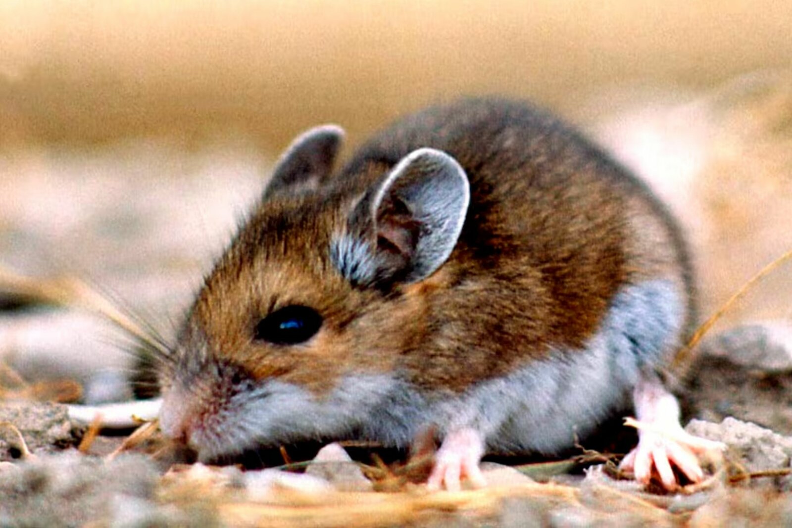 Chile reporta 39 casos de hantavirus y 13 muertes en 2026