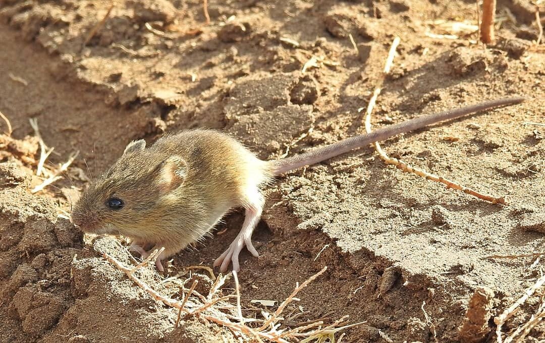hantavirus