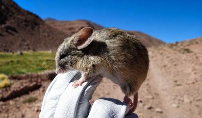 El colilargo: el roedor que transmite la cepa Andes del hantavirus