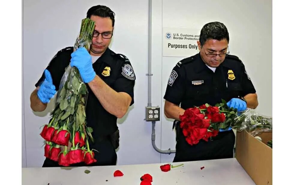 CBP refuerza inspecciones ante incremento de flores en temporada clave