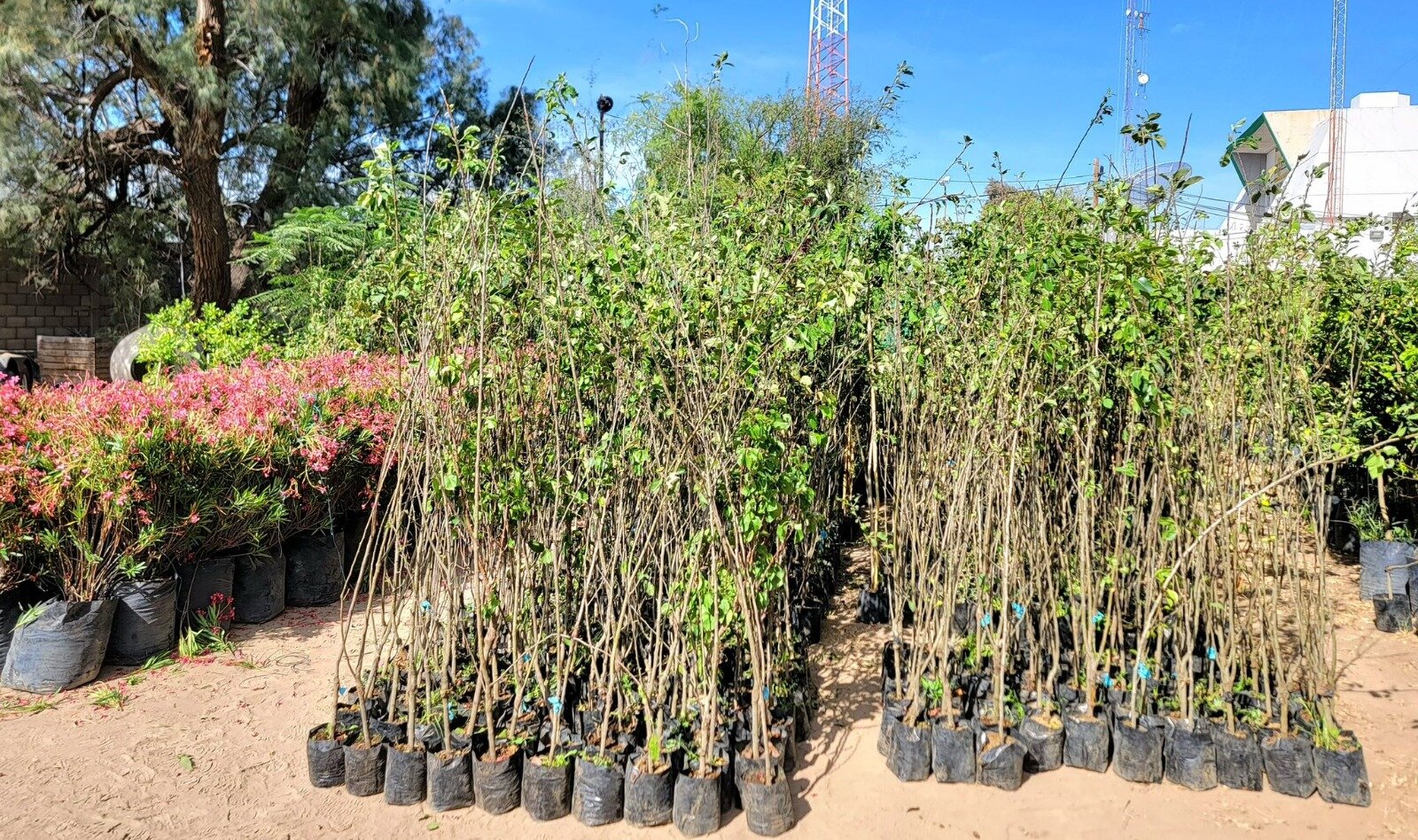 Medio Ambiente invita a “adoptar” un árbol