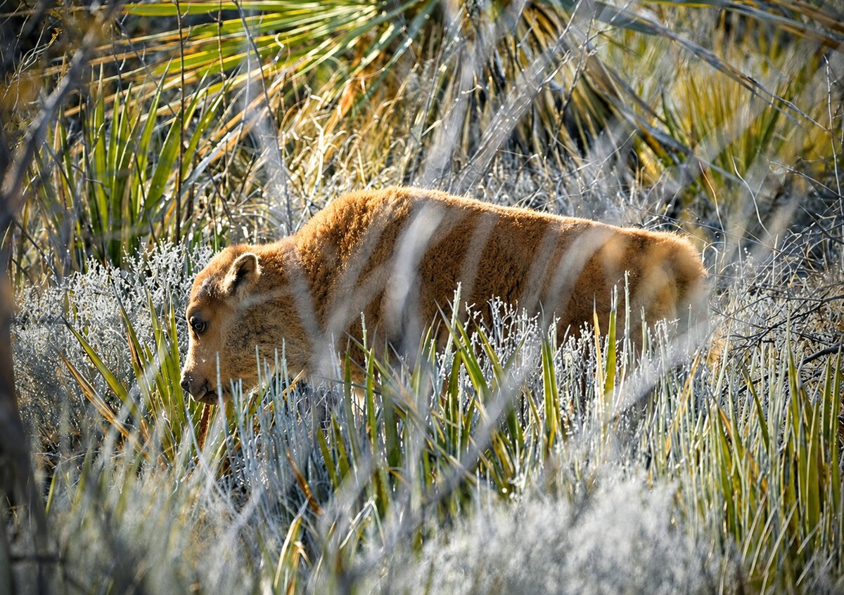Nacen primeras crías de bisonte en Cuatro Ciénegas, Coahuila