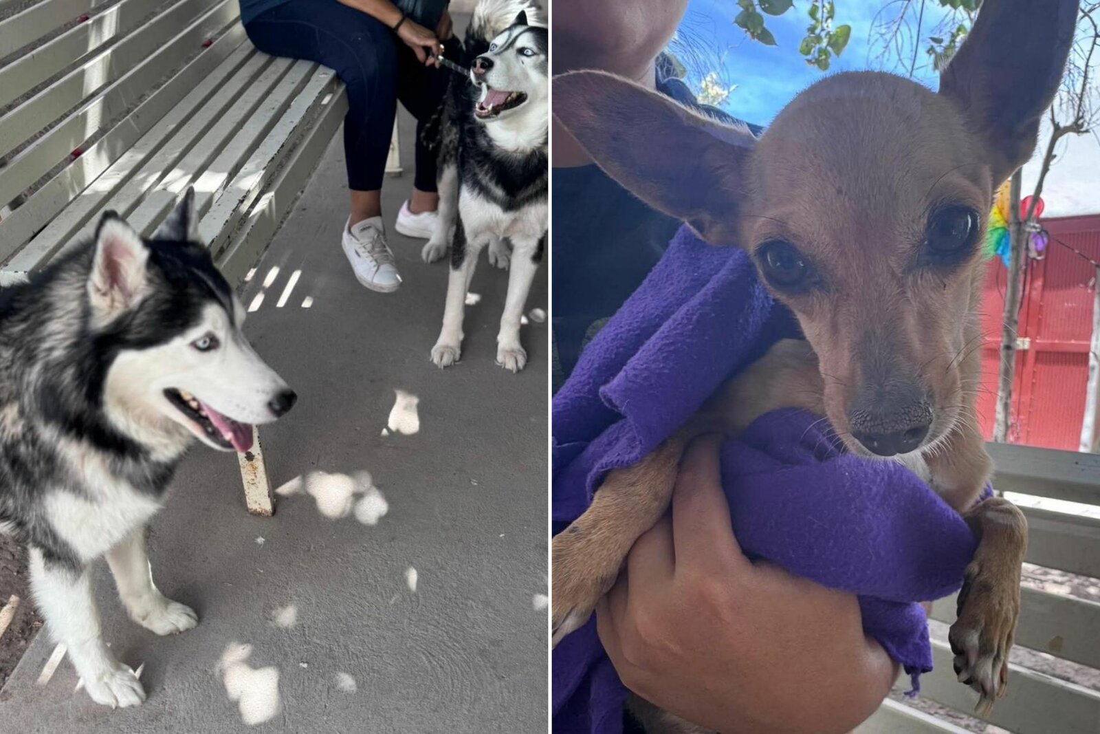 Promueven bienestar animal con jornada integral de atención para mascotas en Torreón
