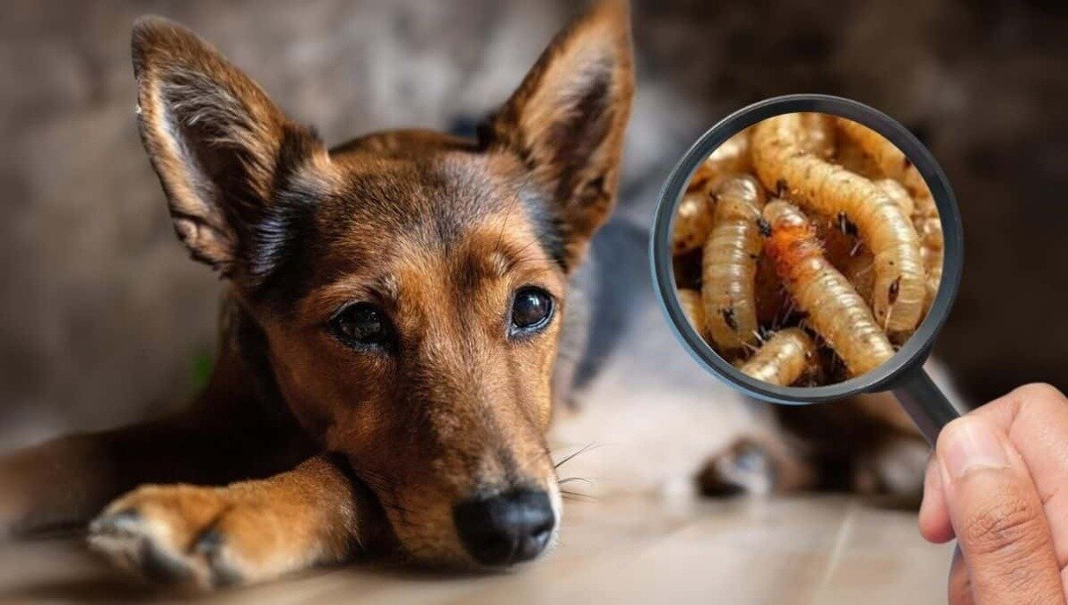 Gusano barrenador amenaza también a humanos y mascotas