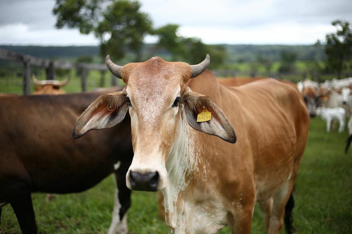 Refuerzan combate al gusano barrenador con vuelos de dispersión en regiones ganaderas de Coahuila