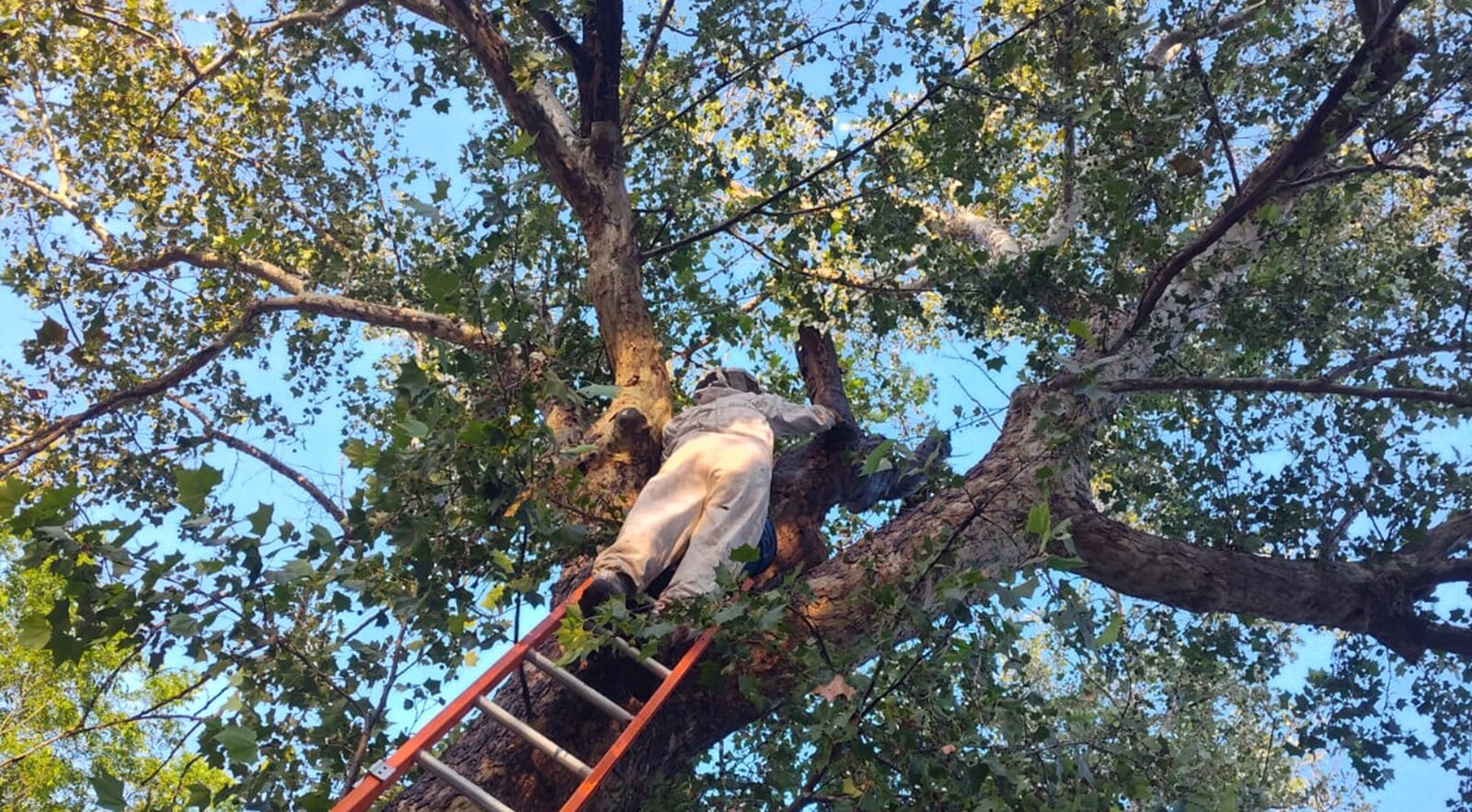 Bomberos de Múzquiz atienden 18 enjambres de abejas recientes