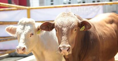 Gusano barrenador se expande: Coahuila confirma ya doce casos