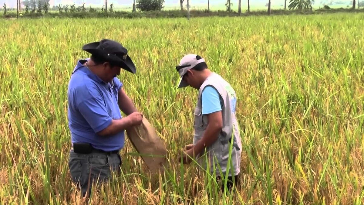 Producción mundial de arroz caerá por primera vez en 10 años