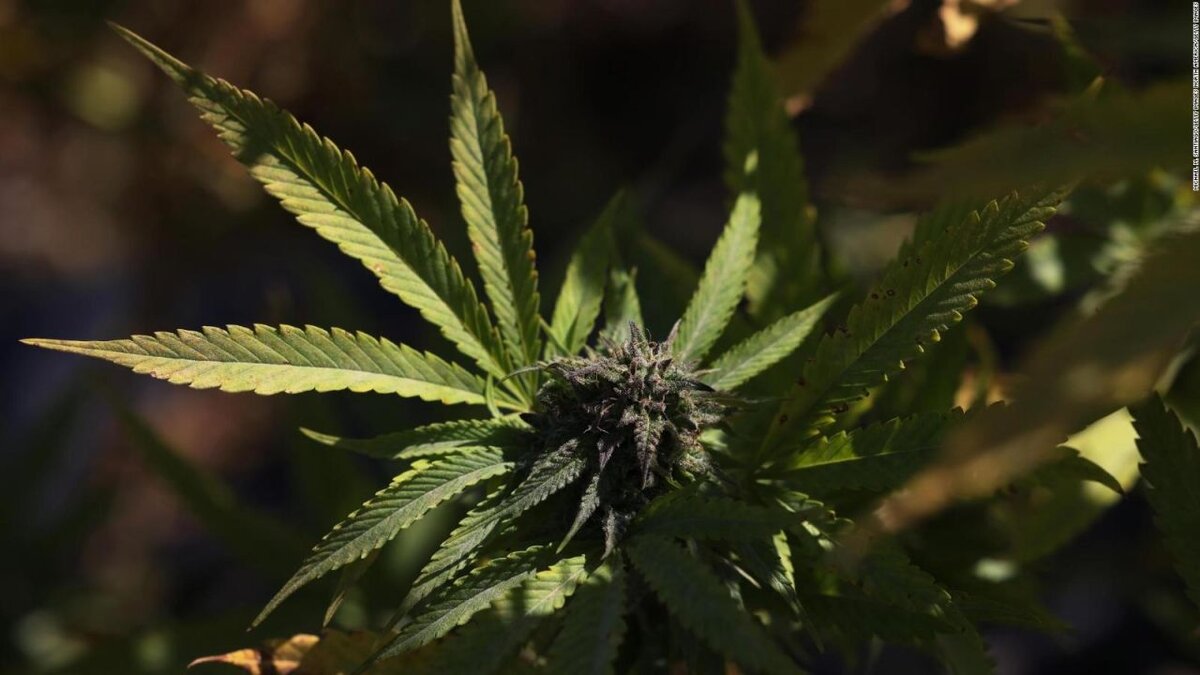 Consumo conjunto de cannabis y tabaco podría triplicar el riesgo de psicosis