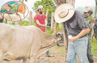 Gusano barrenador tardará por lo menos 10 años en erradicarse