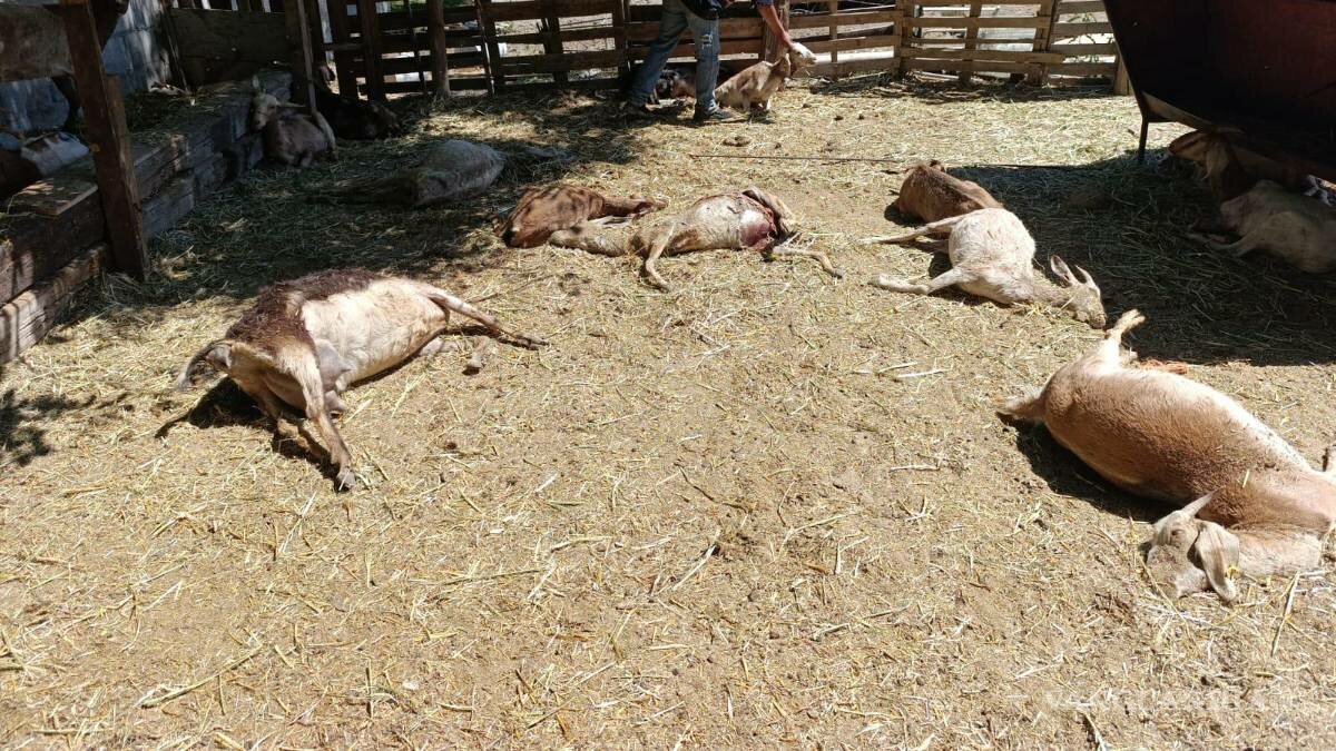 Jauría mata más de 20 chivas en rancho de Coahuila