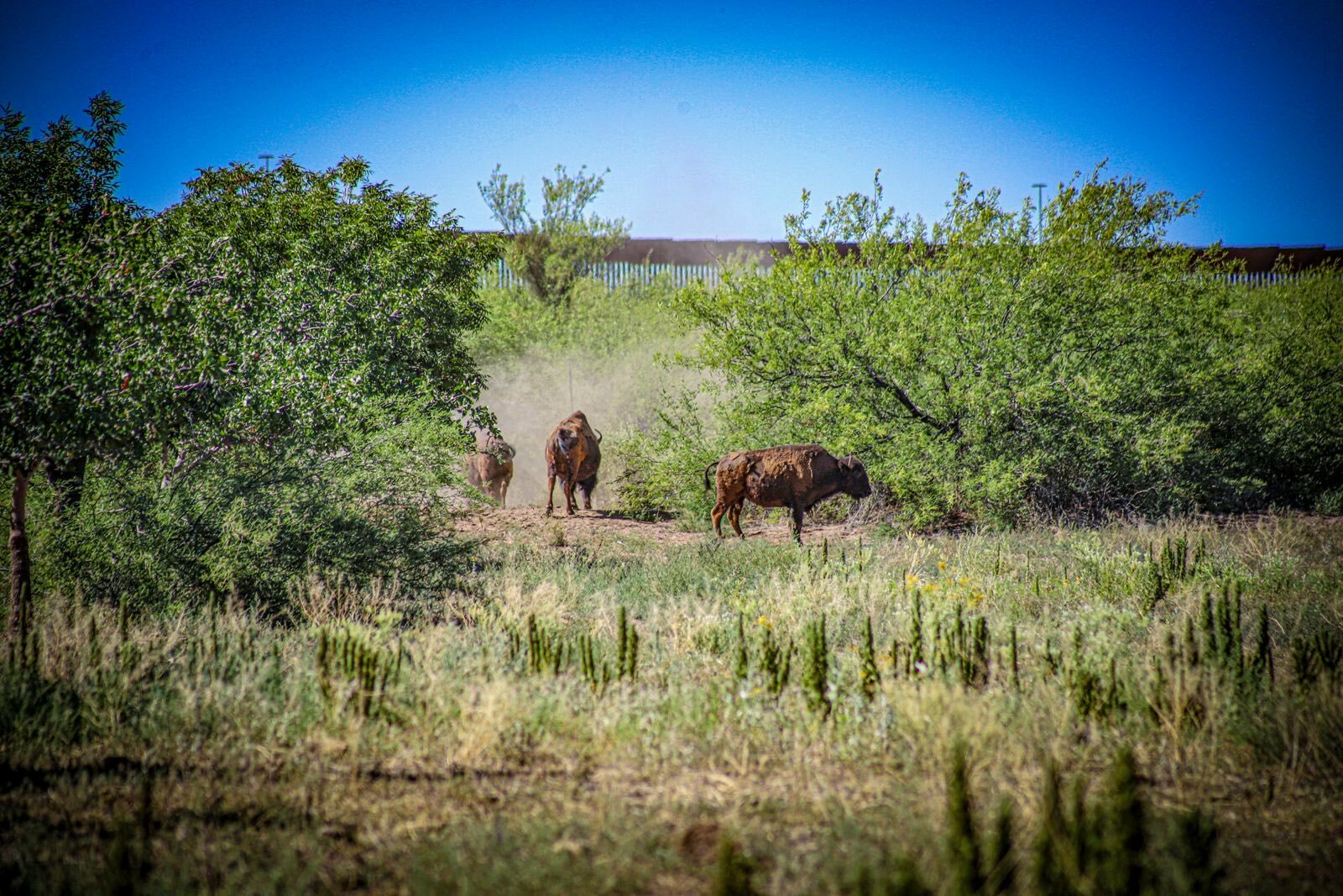 Bisontes regresan a Sonora tras casi 200 años
