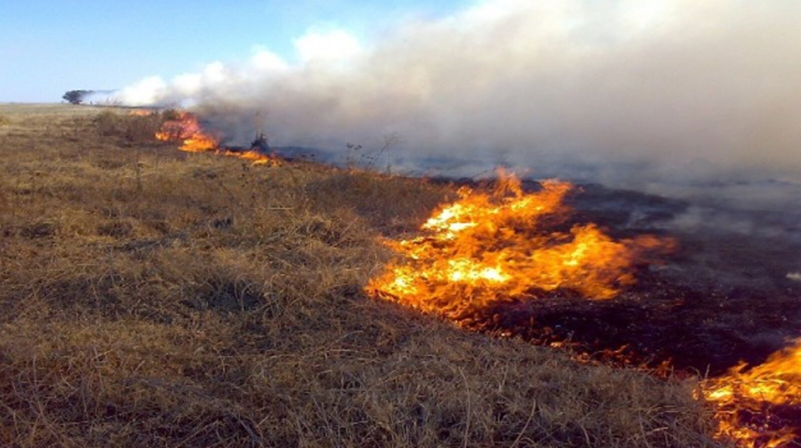 **Altas temperaturas en Coahuila elevan riesgo de incendios forestales**