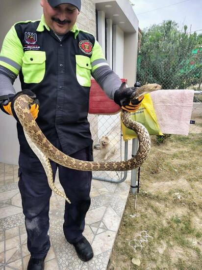 Capturan serpiente de cascabel de más de dos metros en vivienda de Villa de Fuente