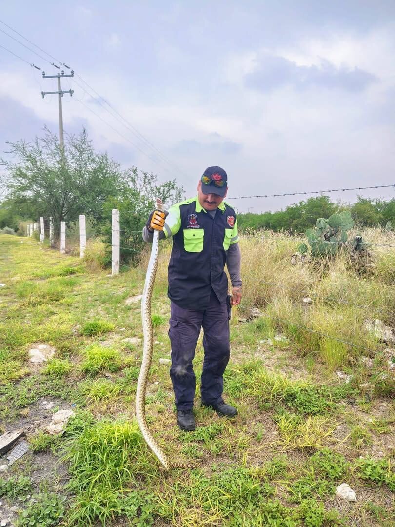 Captura : Fue el elemento Luis Ángel Miranda quien encabezó las maniobras para extraer al ejemplar.