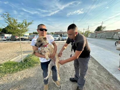 Realizarán jornada gratuita de vacunación para mascotas en Villa de Palaú