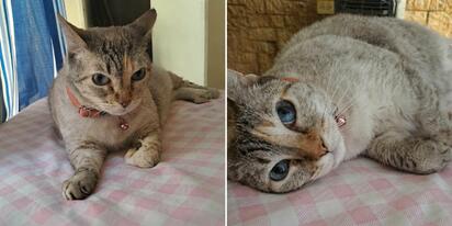 Buscan hogar responsable para Moka, gatita en Monclova