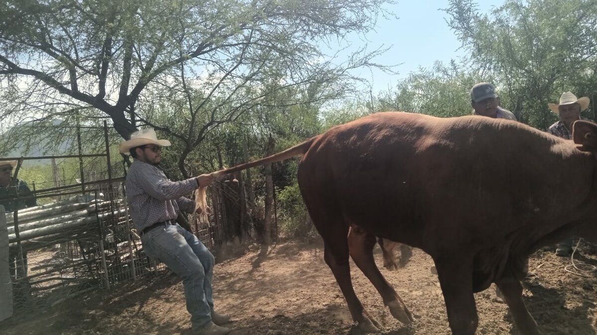 Gusano barrenador 