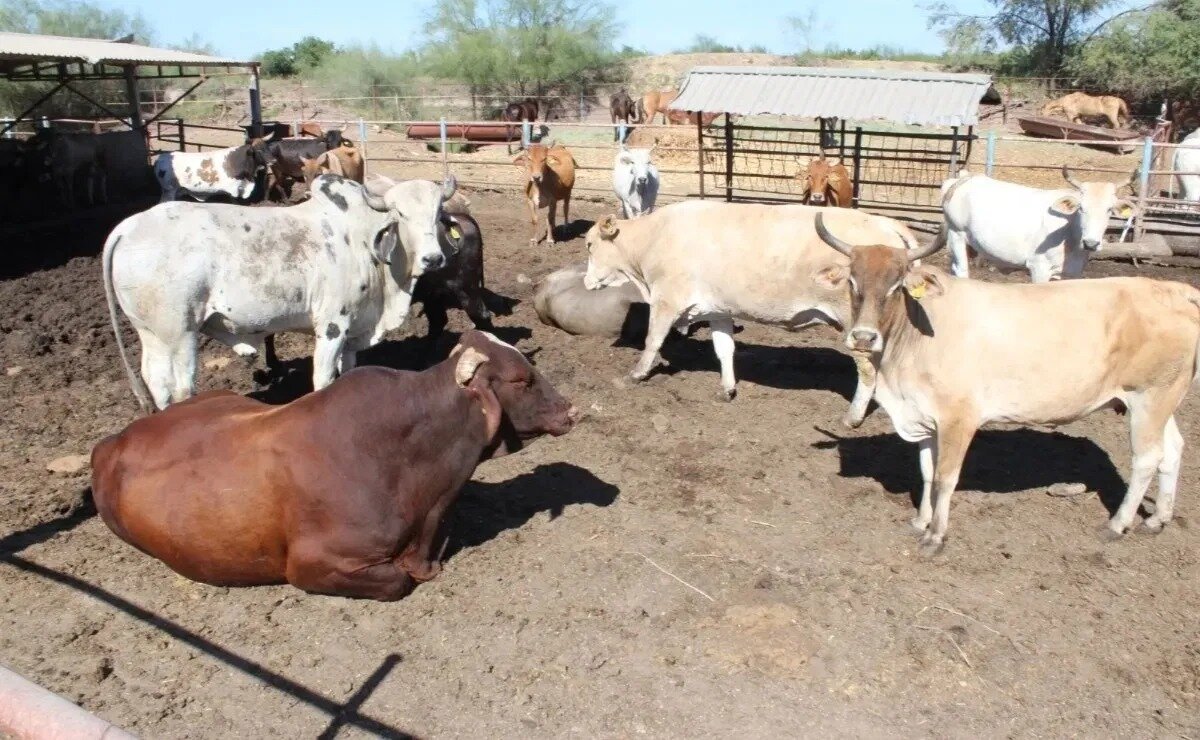 Ganaderos alertan avance imparable del barrenador