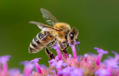 Feria de la Abeja fomentará conciencia ambiental entre familias de Sabinas