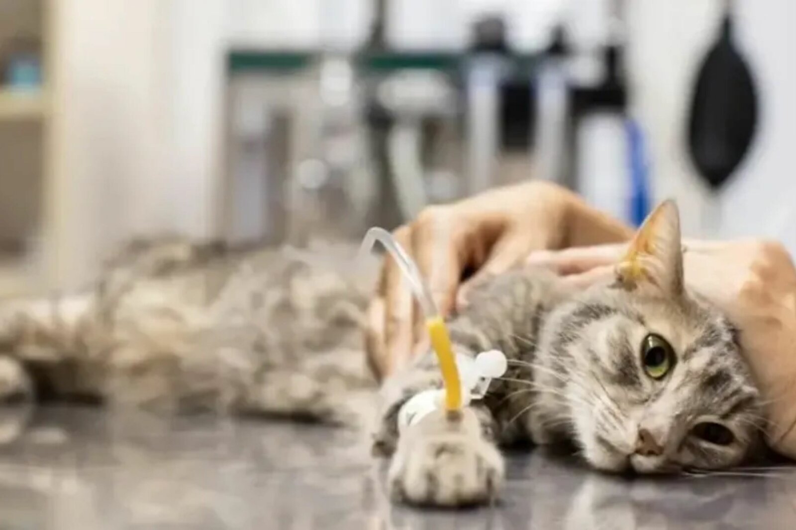 Detectan primer caso de gusano barrenador en un gato de Nuevo León