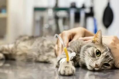 Detectan primer caso de gusano barrenador en un gato de Nuevo León