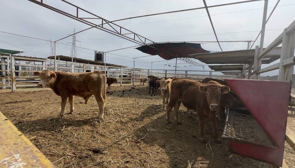Arranca cerco de 40 kilómetros para contener brote de gusano barrenador