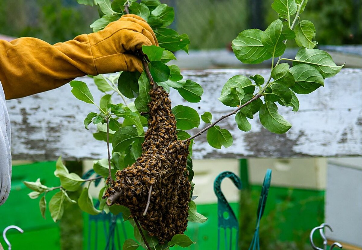 Protección Civil de Monclova alerta por incremento de enjambres de abejas