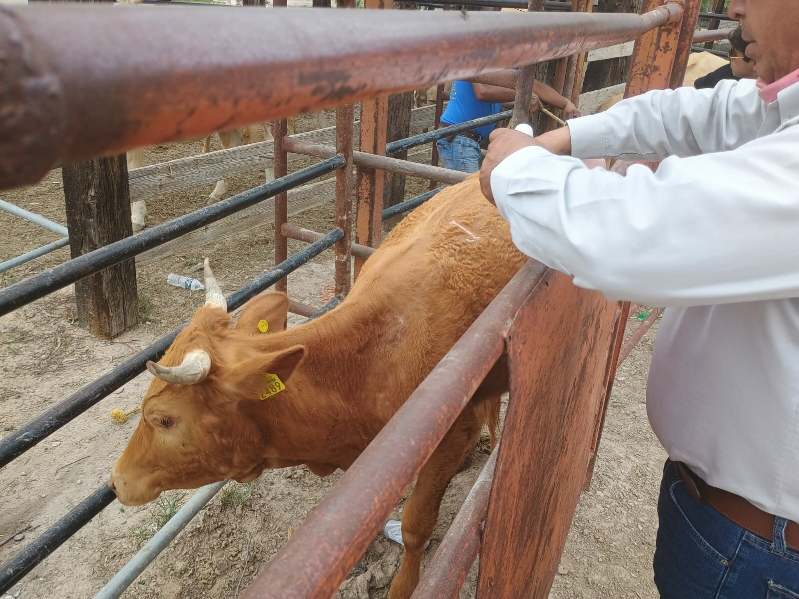 Refuerzan acciones contra el gusano barrenador en zona rural de Frontera