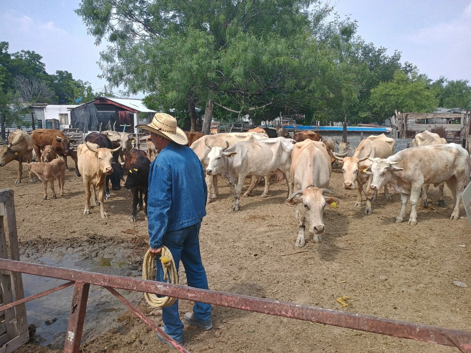 gusano barrenador