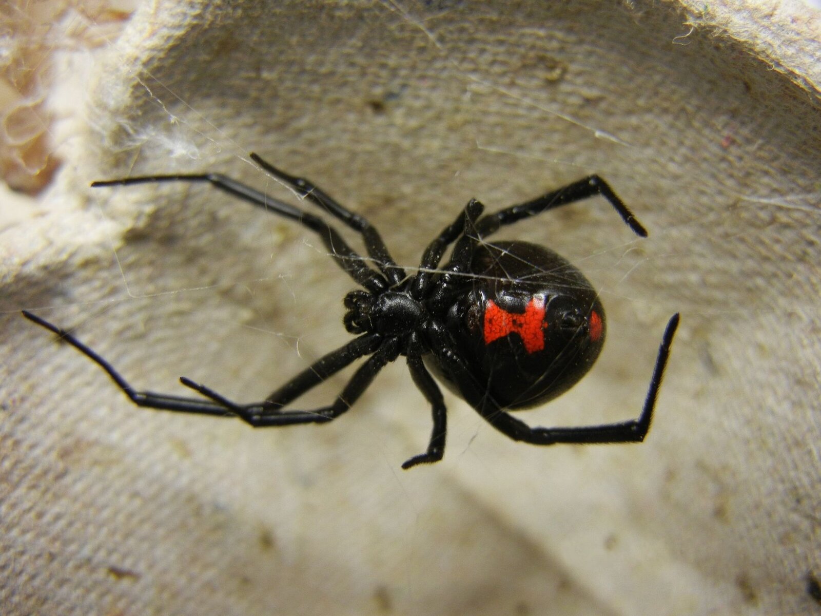 Mordedura de araña viuda negra: qué tan peligroso es su veneno