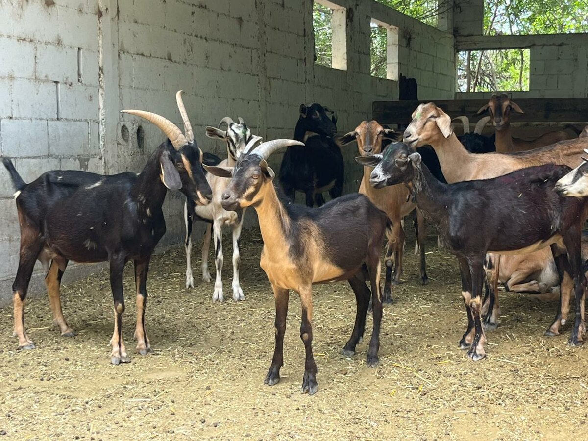 Autoridades rurales y productores blindan ganado contra plaga del gusano barrenador