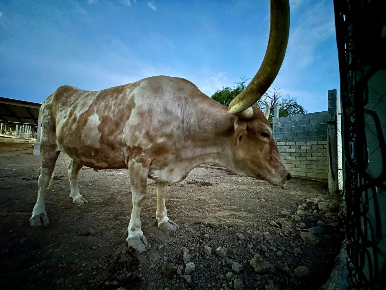 Gobierno de Monclova aclara hallazgo de restos óseos en Ecoparque y asegura atención permanente a fauna