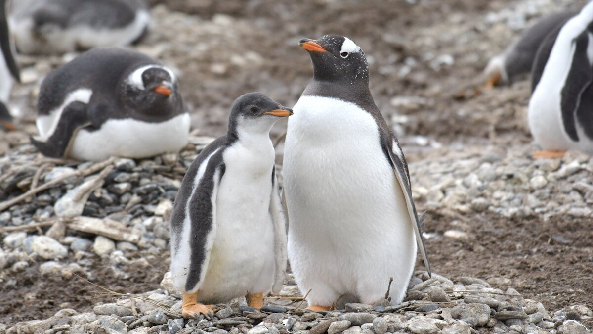 Alertan que los pingüinos papúa de Tierra del Fuego están en riesgo