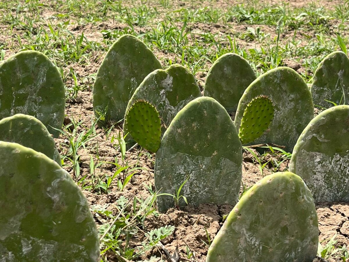 Producción