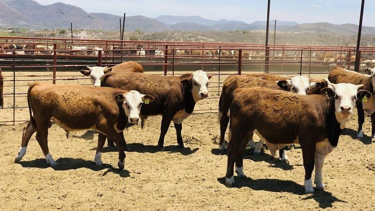 Gusano barrenador podría llegar pronto a Texas
