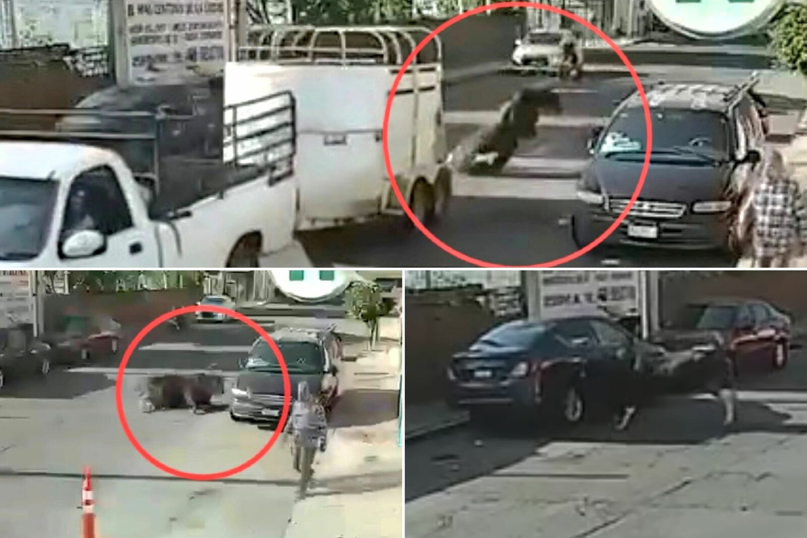 Toro cae de remolque y provoca daños a vehículos en Michoacán