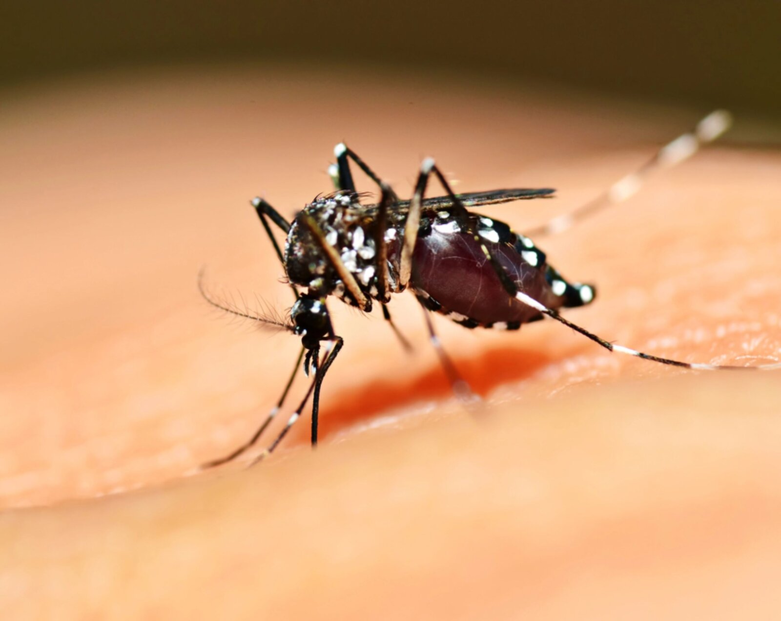 Coahuila registra 2 casos de dengue en lo que va de 2026