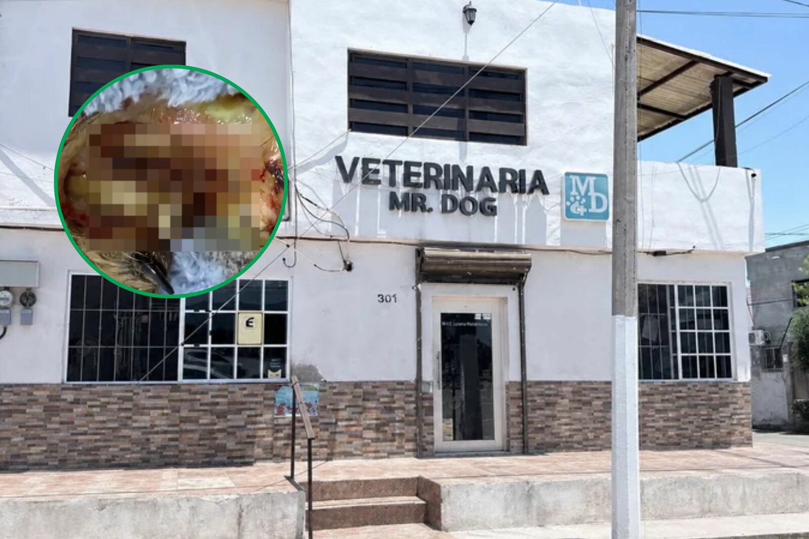 gusano barrenador gusano barrenador