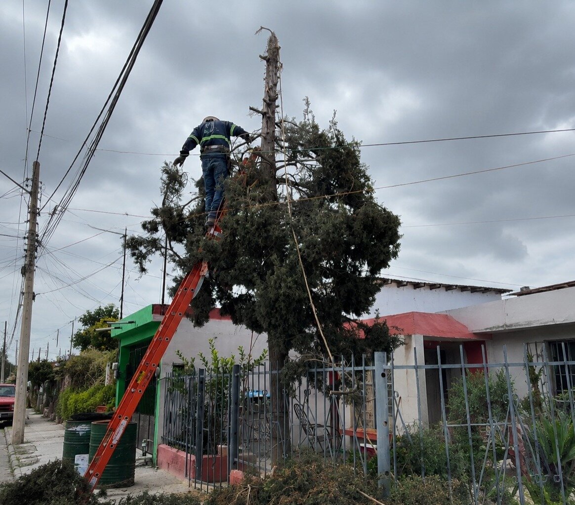 Árboles son talados por poner en riesgo a familias