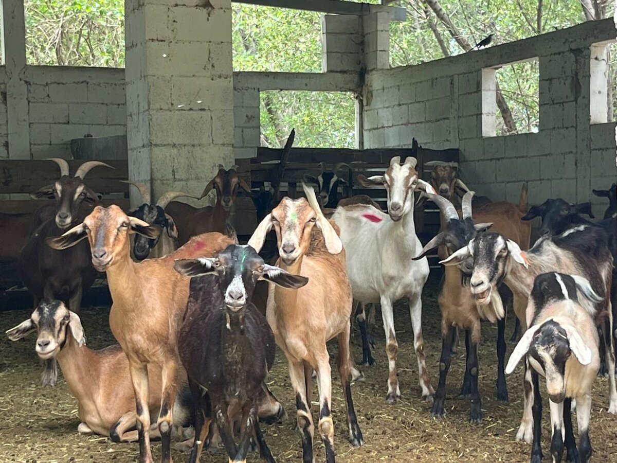 Campaña contra el gusano barrenador avanza en los ejidos de Monclova