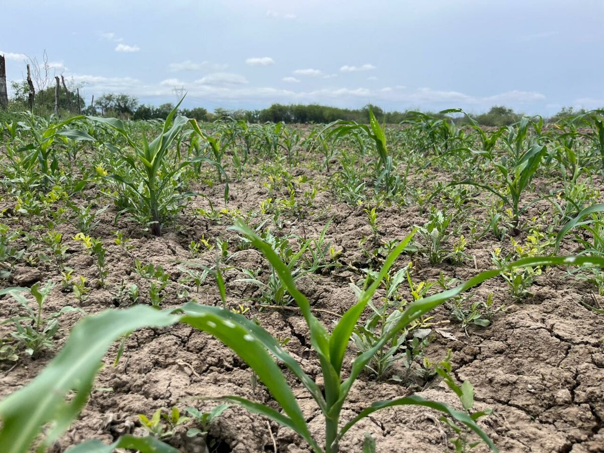 Lluvias favorecen al ganado y fortalecen sorgo en Monclova