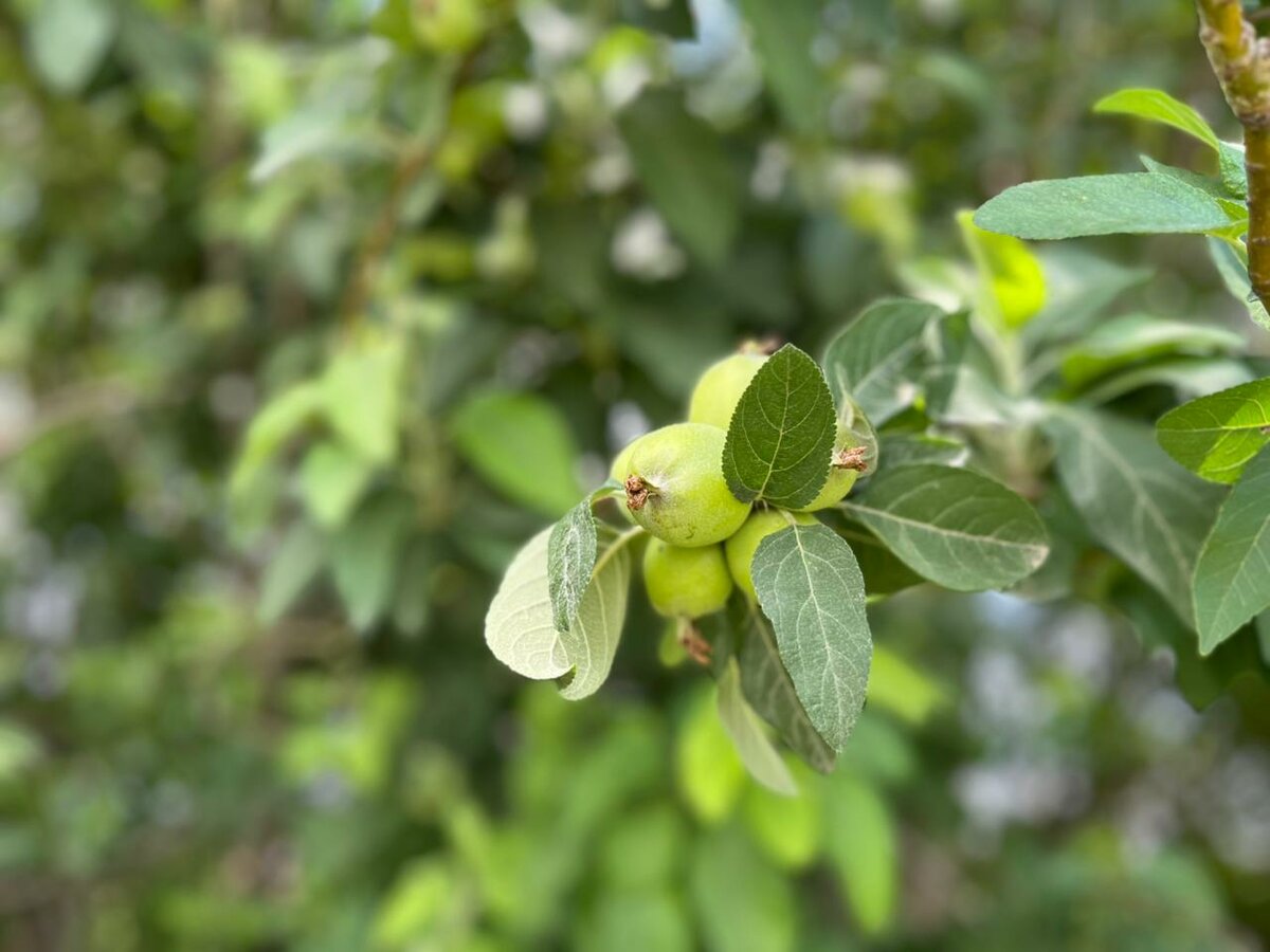 Producción