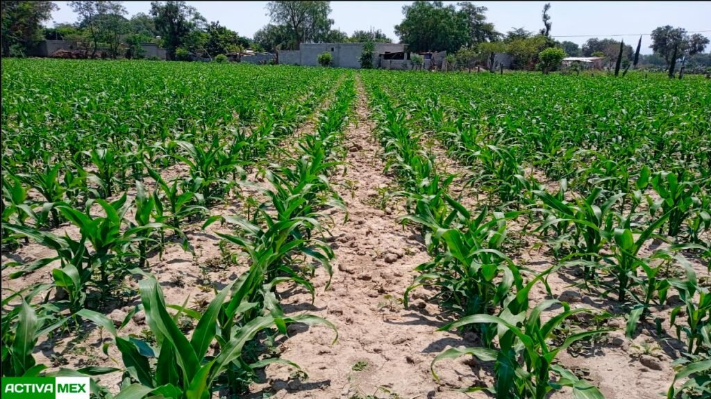 Norte de Coahuila registran avance en siembra por lluvias recientes