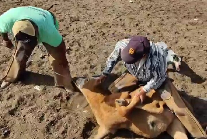 Múzquiz refuerza inspecciones ganaderas para prevenir gusano barrenador bovino